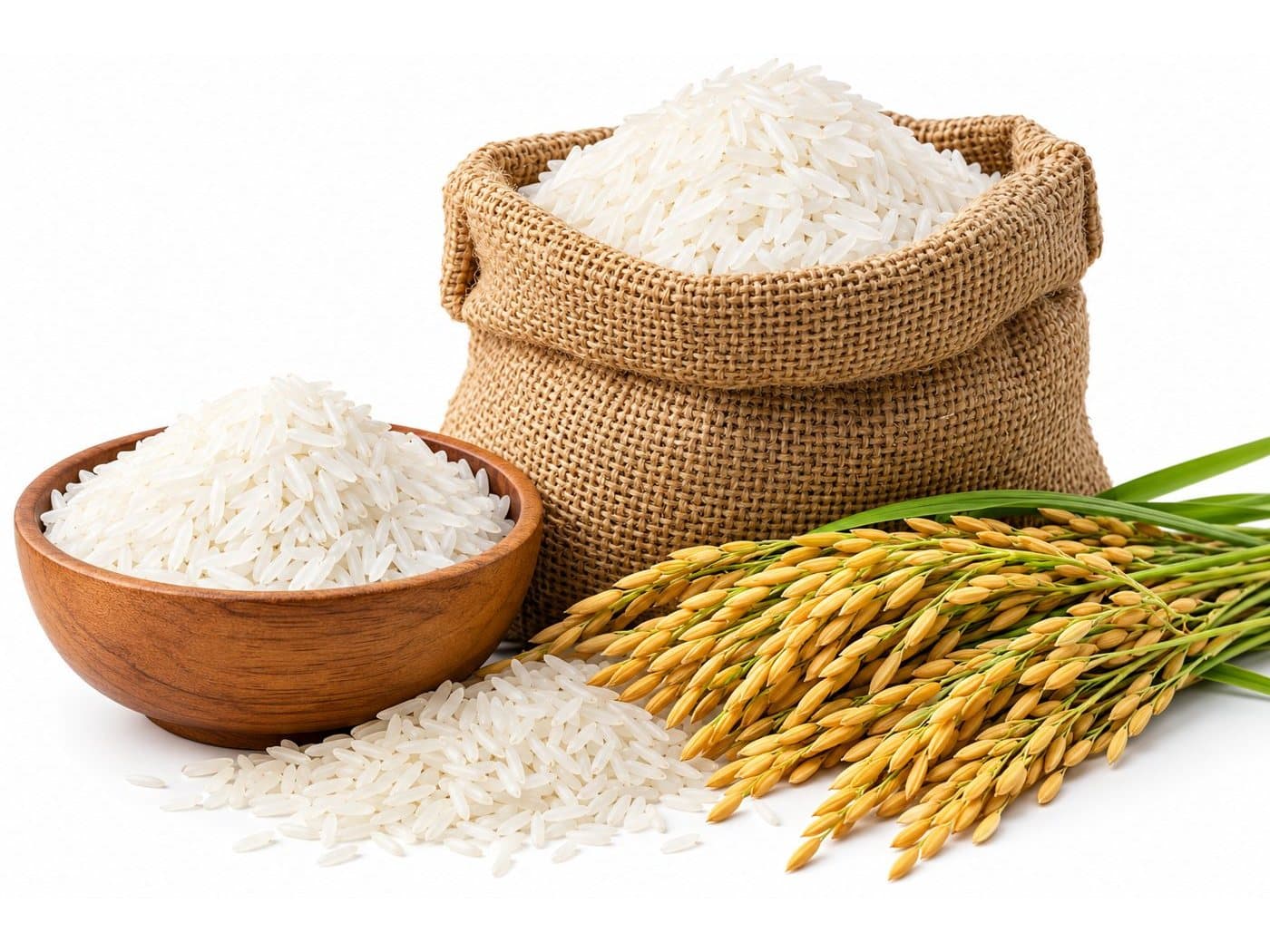 Indian non-Basmati rice in a jute sack and bowl beside paddy